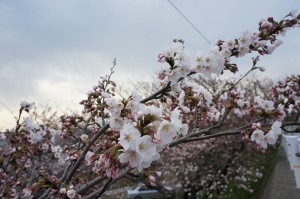 SONY DSC